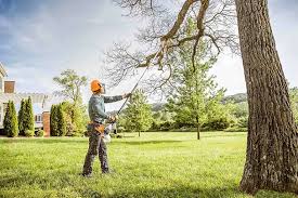 Tree and Shrub Care in St Augustine Beach, FL